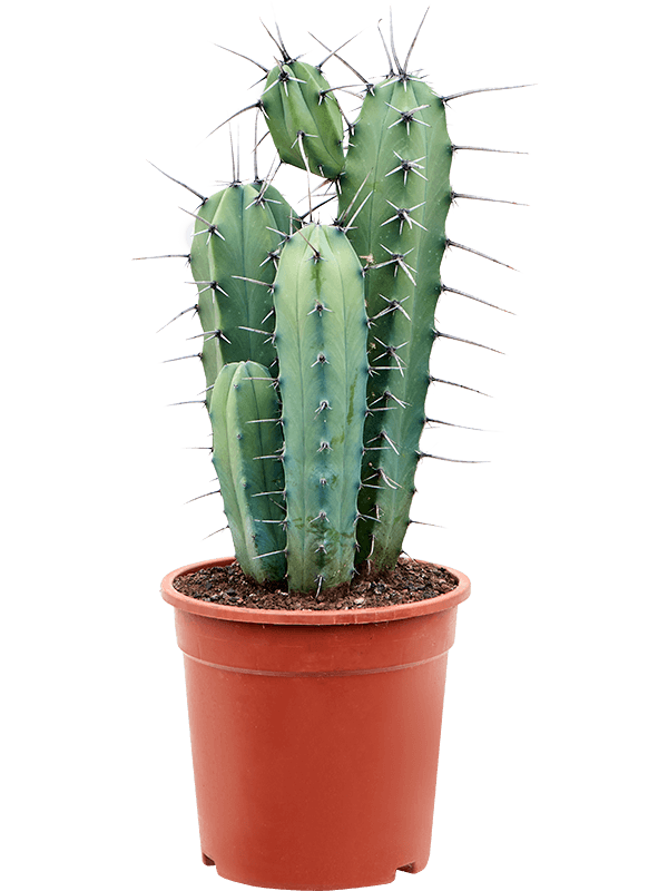 Myrtillocactus geometrizans (50-70) (Erde 60)