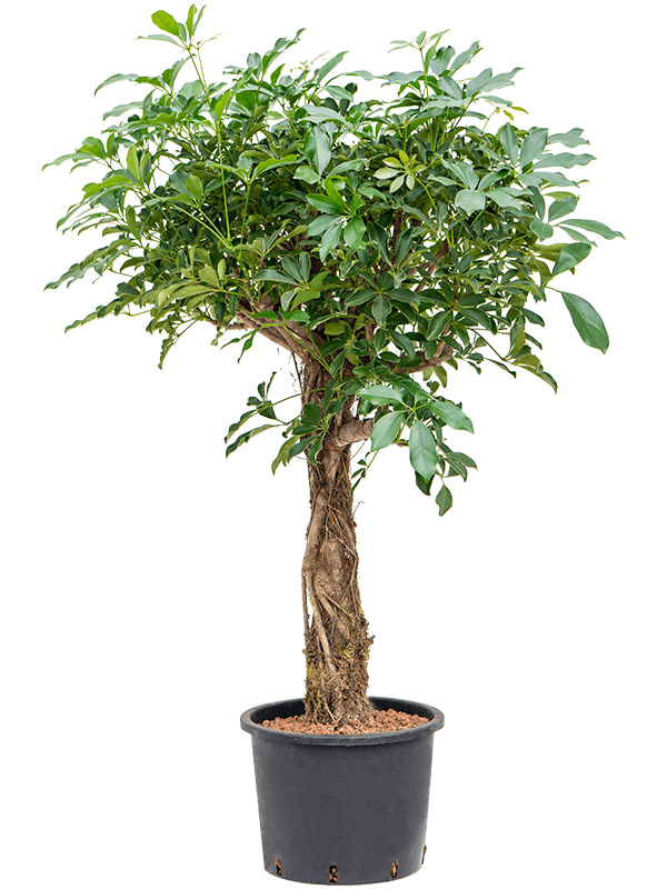 Schefflera arboricola 'Compacta' (Hydro 210)