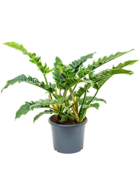 Philodendron 'Narrow' (Erde 80)