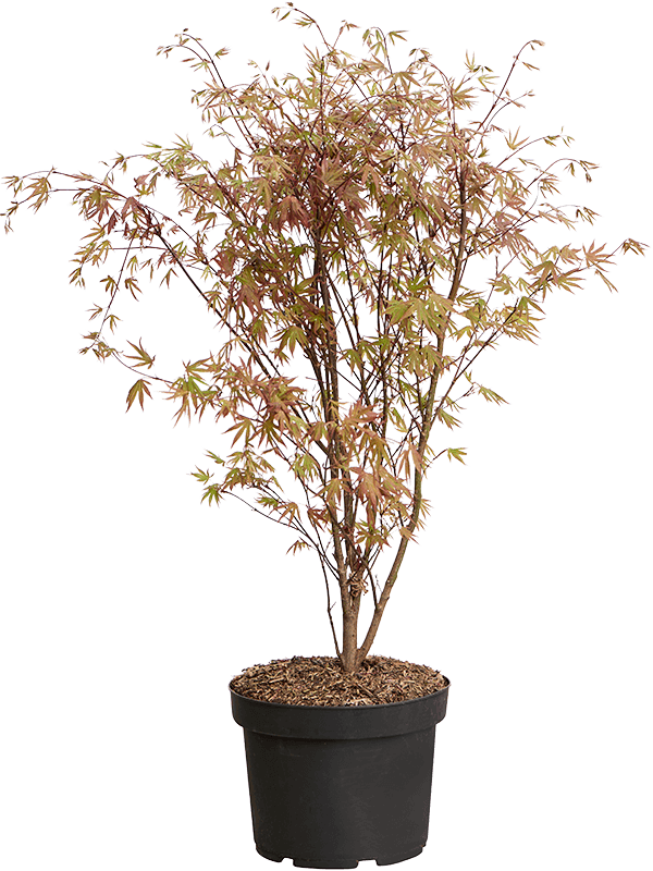 Acer Palmatum 'Atropurpureum' (90-110) (Erde 100)