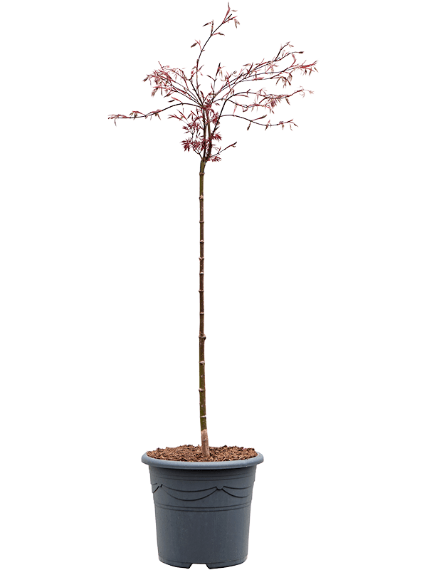 Acer palmatum 'Crimson Queen' (100-140) (Erde 120)