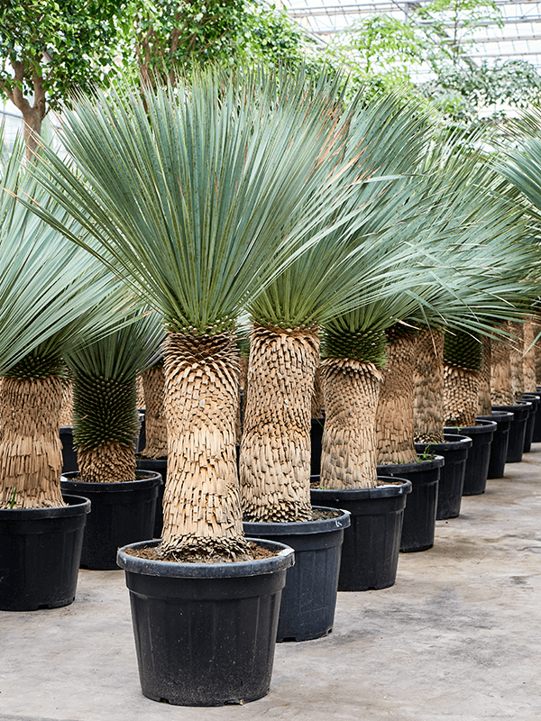 Yucca rostrata (170-200) (Erde 185)