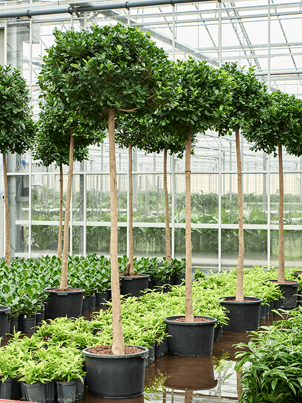 Ficus microcarpa 'Moclame' (Hydro 280)