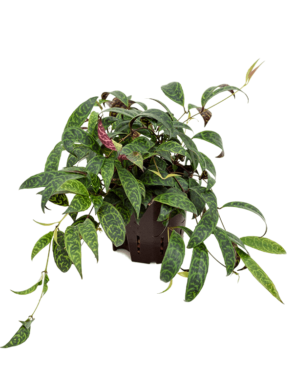 Aeschynanthus marmoratus (Hydro 20)