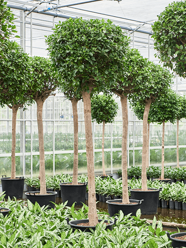 Ficus microcarpa ‘Nitida’ (Hydro 300)