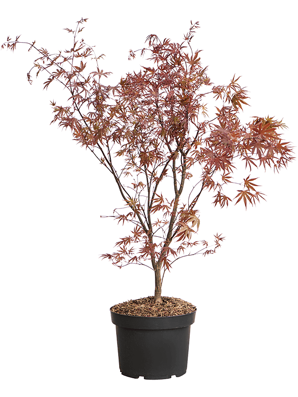 Acer Palmatum 'Bloodgood' (90-120) (Erde 105)