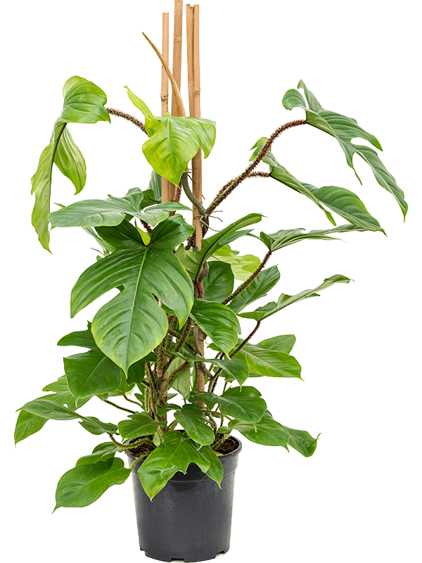 Philodendron squamiferum (Erde 100)