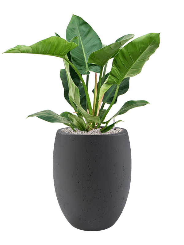 Philodendron 'Imperial Green' in Grigio (103) inkl. Gefäß