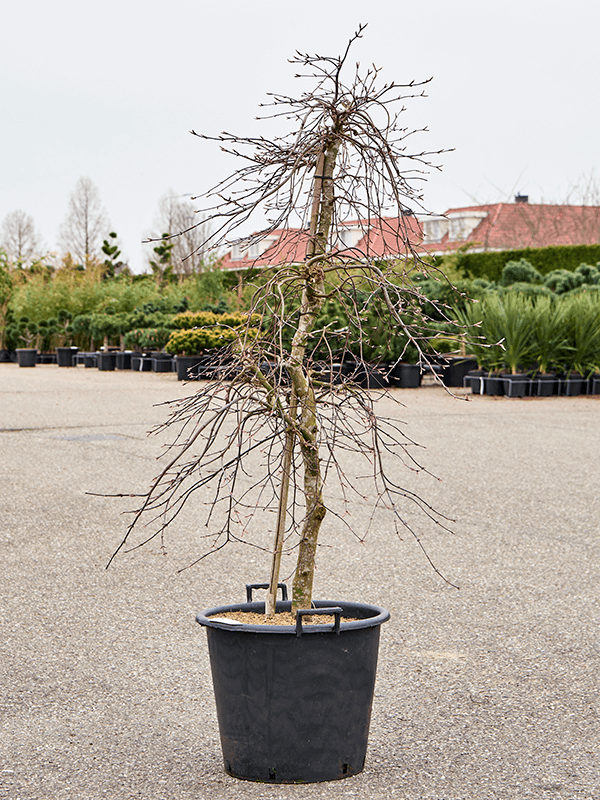 Acer palmatum 'Garnet' (170-200) (Erde 185)