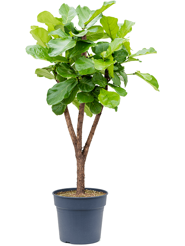 Ficus lyrata (Erde 160)