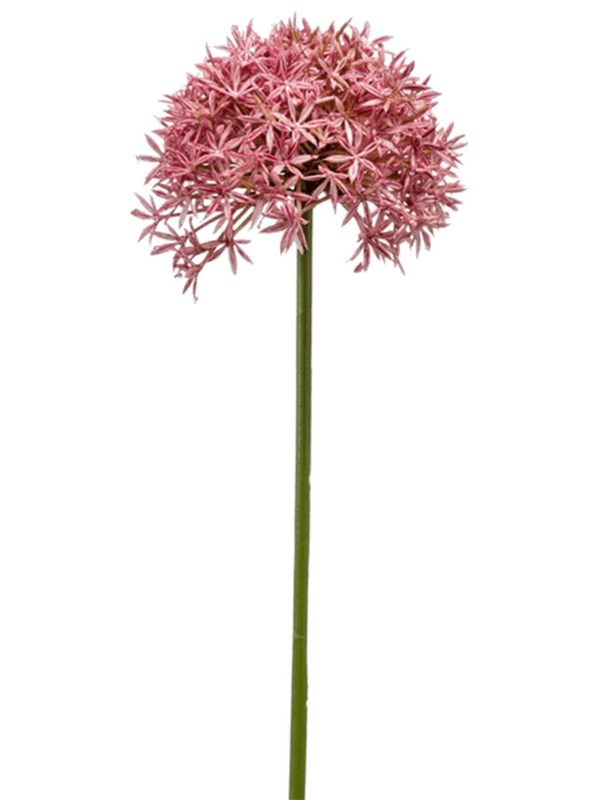 Allium (62)