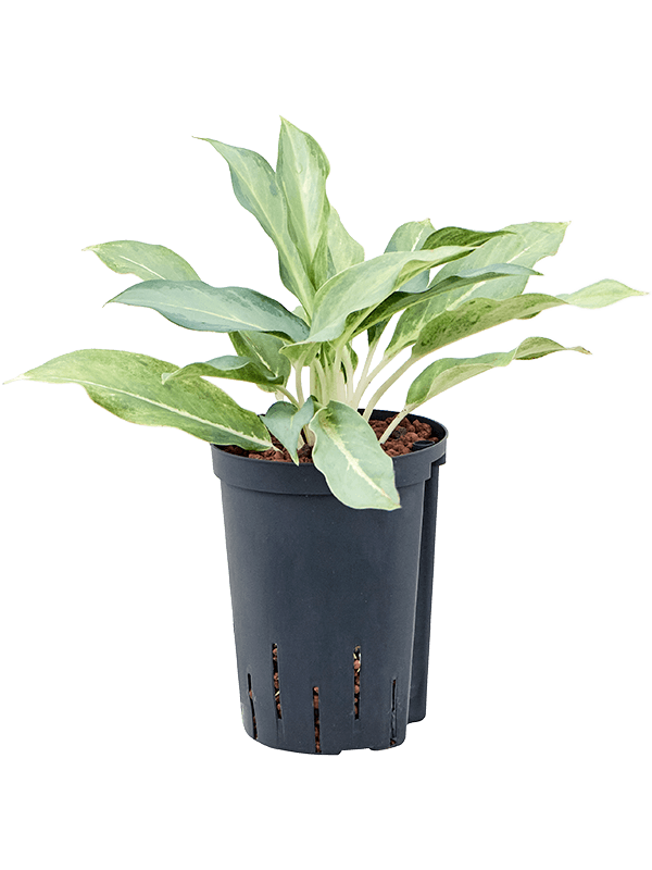 Aglaonema 'Ghost frosted' (Hydro 40)