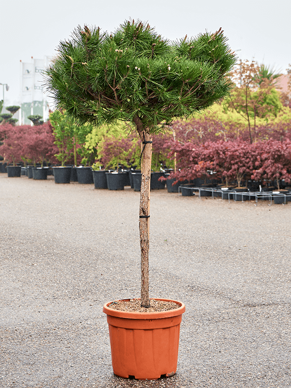 Pinus nigra 'Pierrick Bregeon' (180-200) (Erde 190)